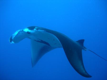 Une vision merveilleuse de la plong�e